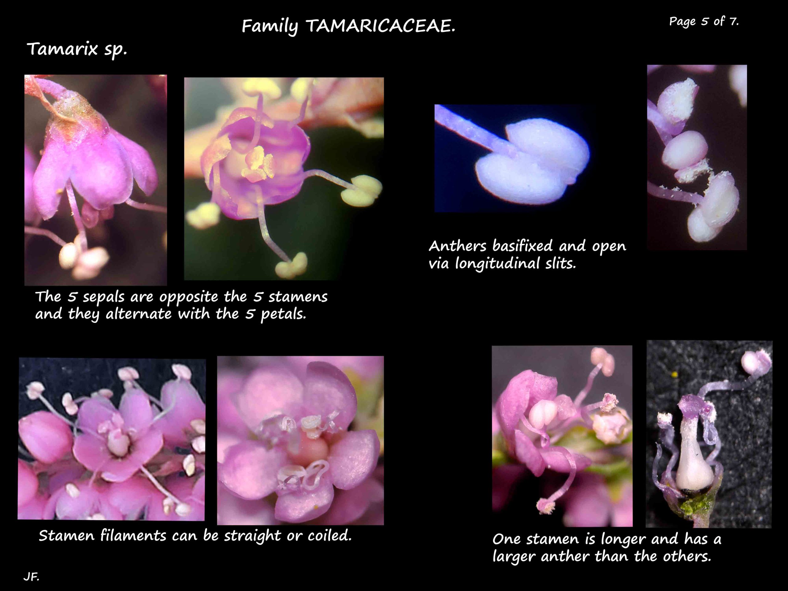 6 Tamarix stamens